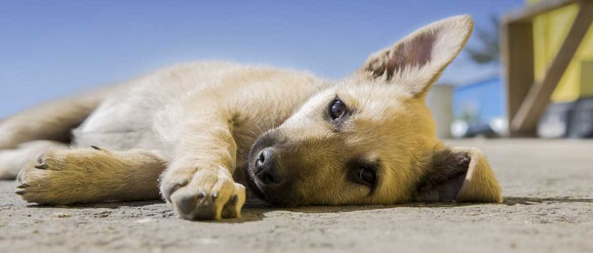 Wie viel Bewegung braucht ein Hund?