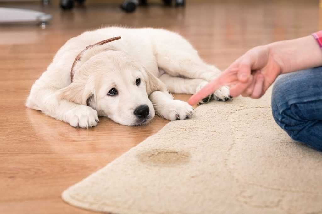 Wie oft muss ein Hund Pipi machen? – Praktische Tipps und Informationen