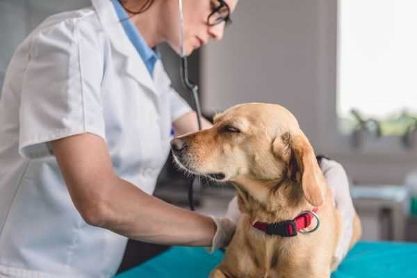 Hundefriseur