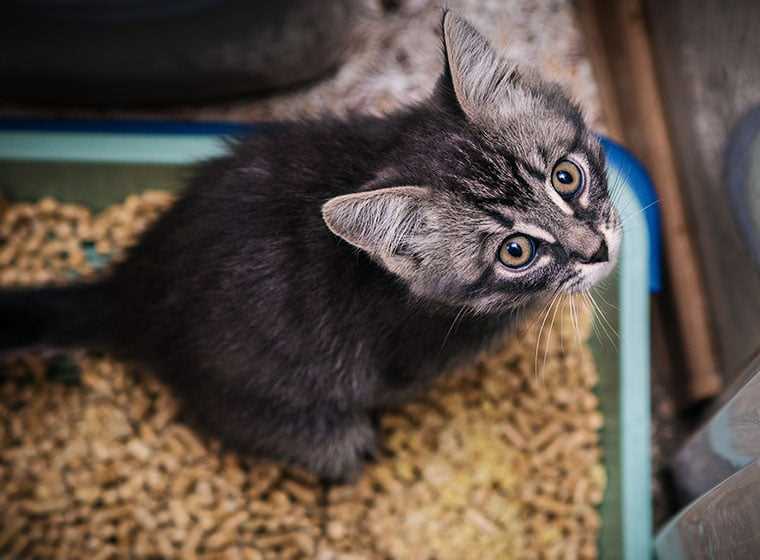 Exkremententleerung bei Katzen