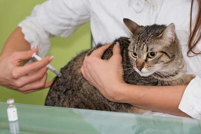 Weitere Maßnahmen zur Vorbeugung von Wurmbefall