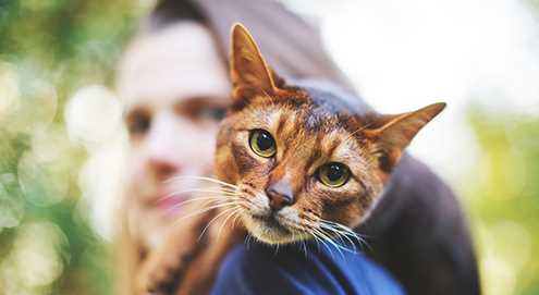 Wie oft muss man eine Katze entwurmen? Experten-Tipps und Empfehlungen