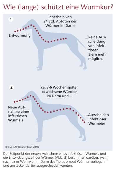 Tipps zur Vermeidung von Wurmbefall