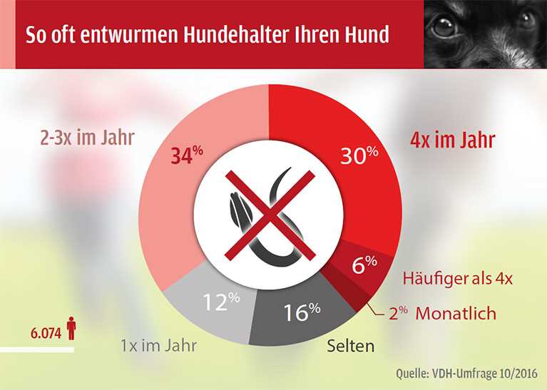 Erkennung und Prävention von Wurmbefall bei Hunden