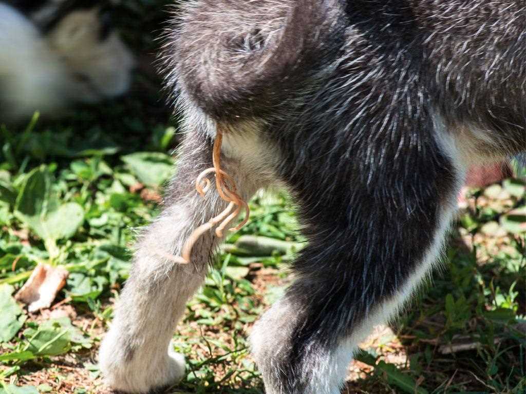 Wie oft müssen Hunde entwurmt werden? Experten geben Rat