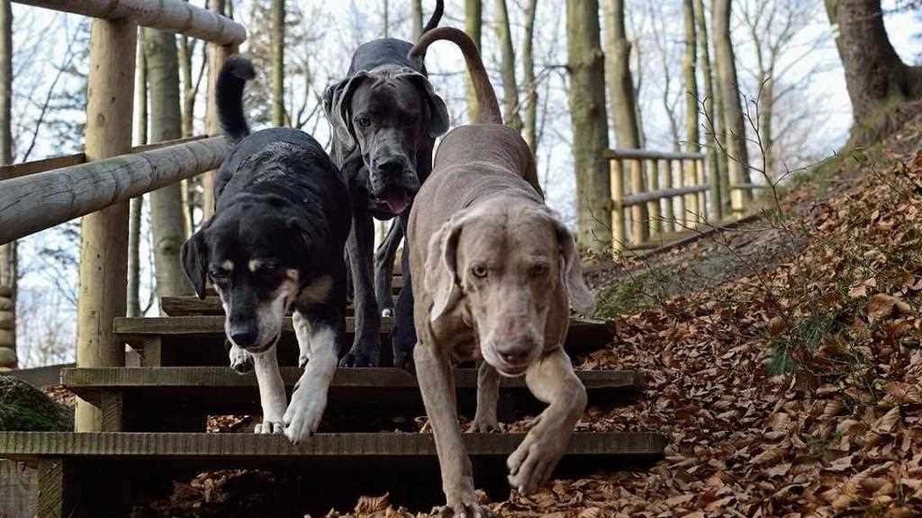 Die Bedeutung von Bewegung für die Gesundheit des Hundes