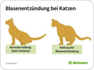 Häufigkeit und Gesundheit des Katzenurinierens