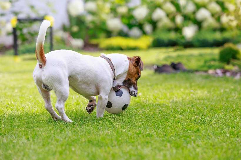 Wie oft pupst ein Hund am Tag? – Alle Antworten auf Ihre Fragen über Hundefurz