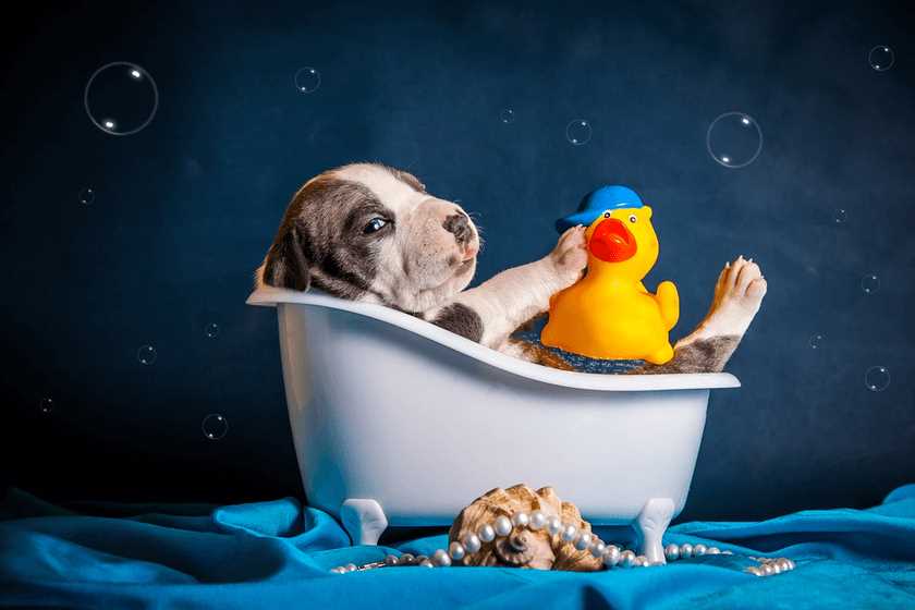 Wie oft sollte man einen Hund baden?
