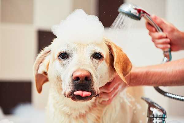Wann sollte man einen Hund baden?