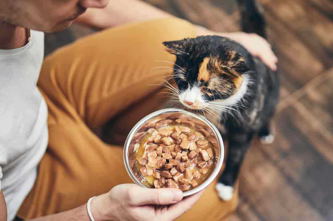 Aktivitätsniveau der Katze