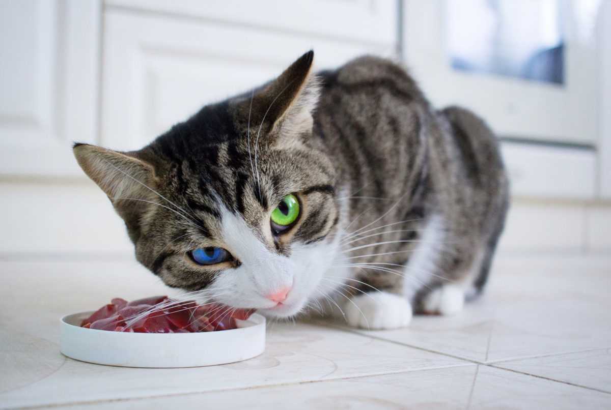 wie oft soll man katzen futtern z0zsejn7