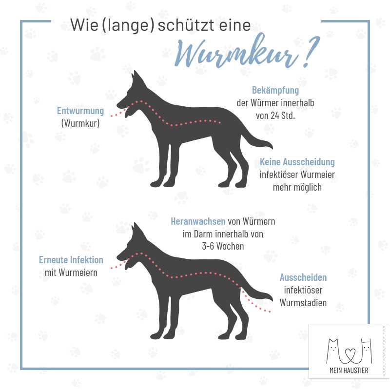 Wie oft sollte ein Hund entwurmt werden? Expertenrat und Empfehlungen