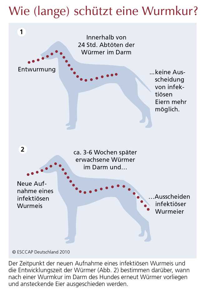 1. Regelmäßige Entwurmung