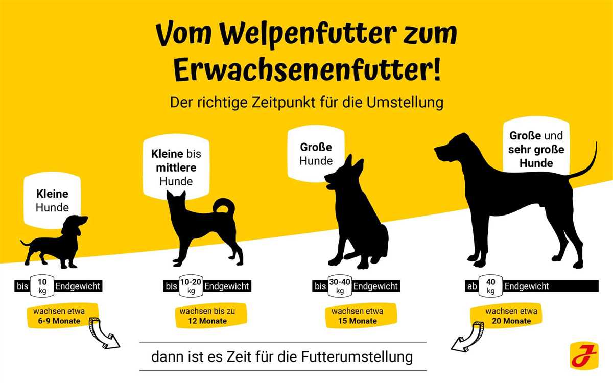 6. Den Hund nicht überfüttern