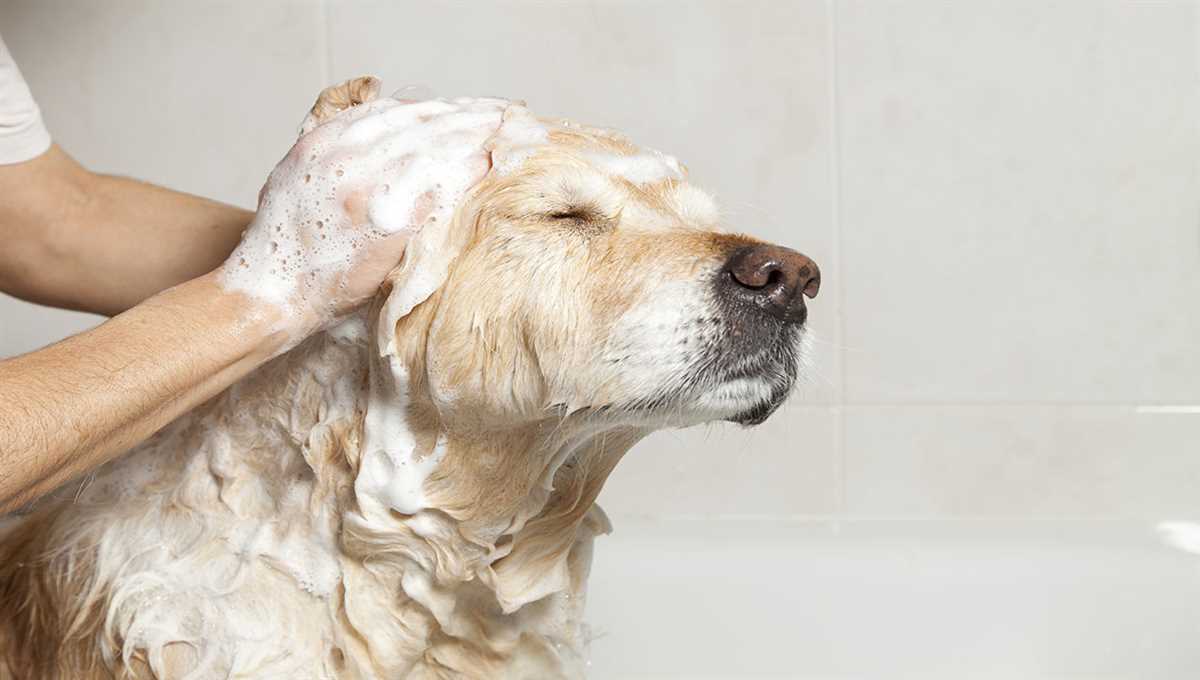 Wie oft sollte man Hunde baden? Tipps für die richtige Hundepflege