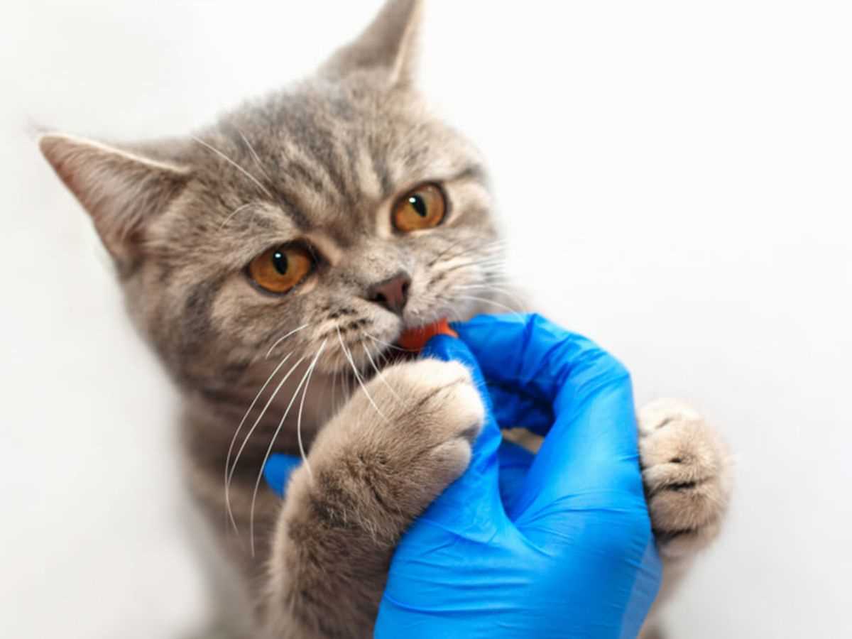 2. Hygiene im Katzenklo