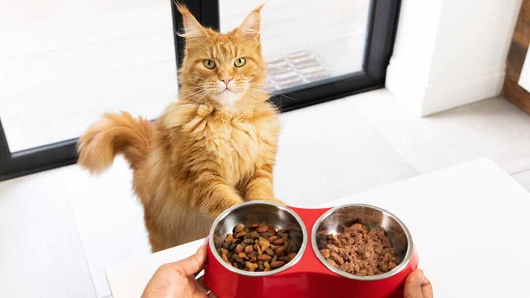 Tipps für die richtige Fütterung von Katzen