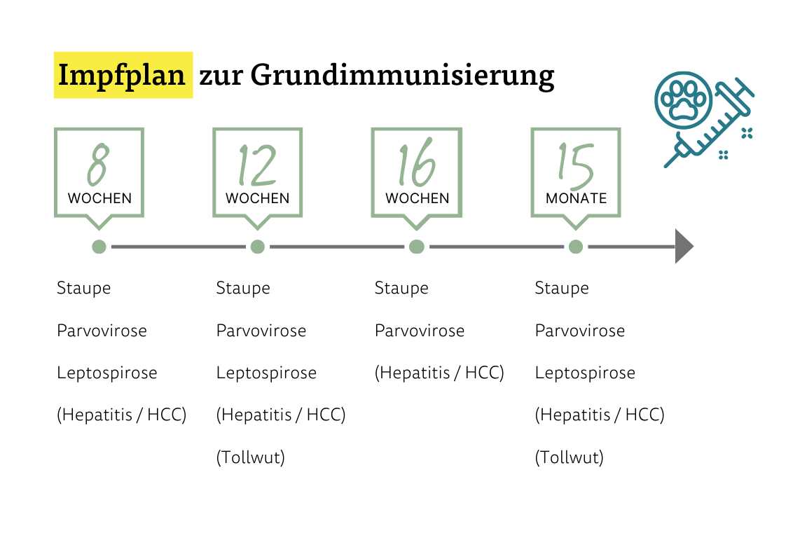 Was ist Tollwut?