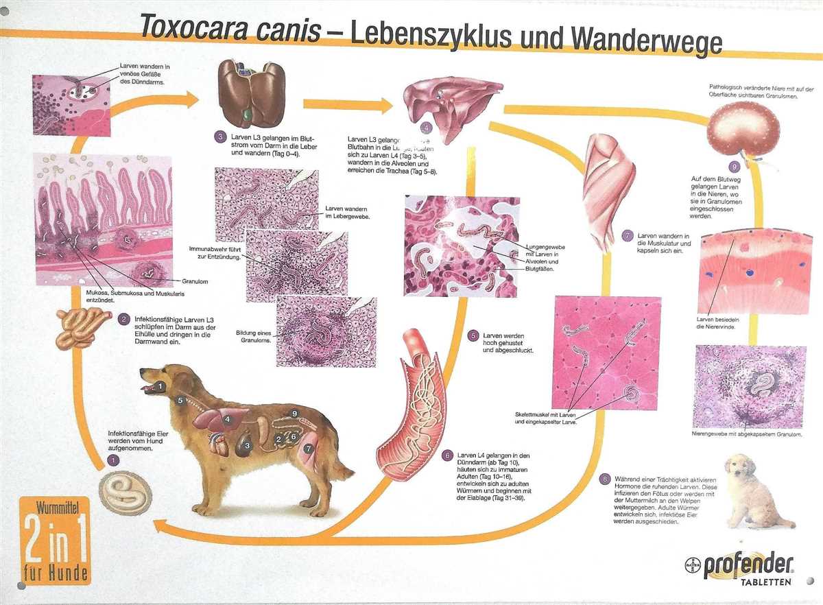 3. Richtige Dosierung des Entwurmungsmittels