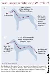 Welche Arten von Wurmkuren gibt es?