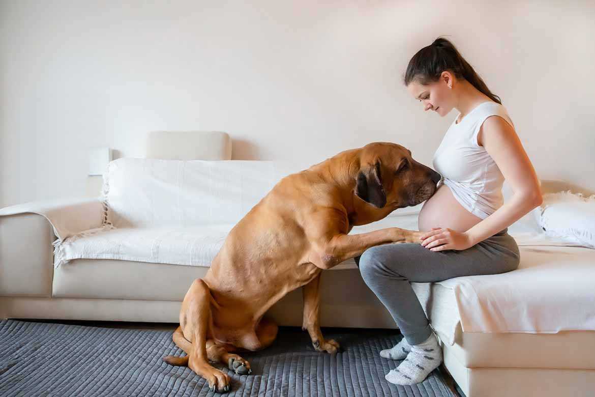 Tipps für eine harmonische Beziehung zwischen Hund und Schwangerer