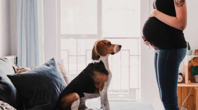 2. Lass deinen Hund allmählich an das Baby gewöhnen