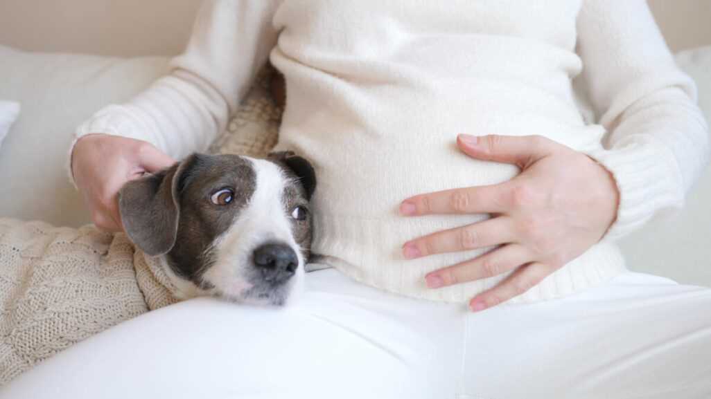 Tipps zur Vorbereitung des Hundes auf ein Baby