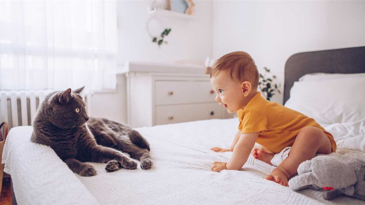 Gewöhnen Sie Ihre Katze an Babyspielzeug