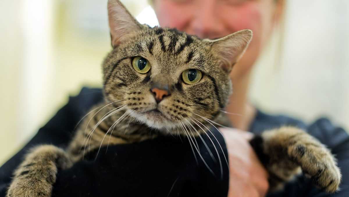 Beobachten Sie die Interaktion zwischen Katze und Baby