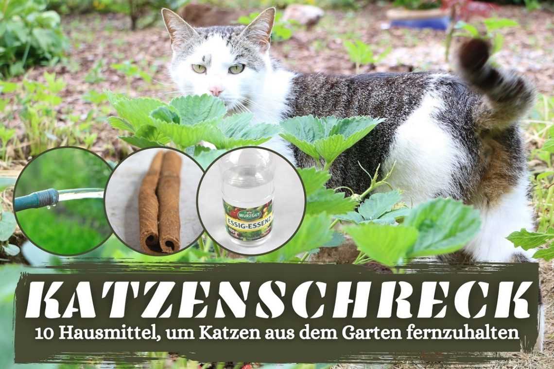 2. Experiment: Zimt als Abwehrmittel gegen Katzen