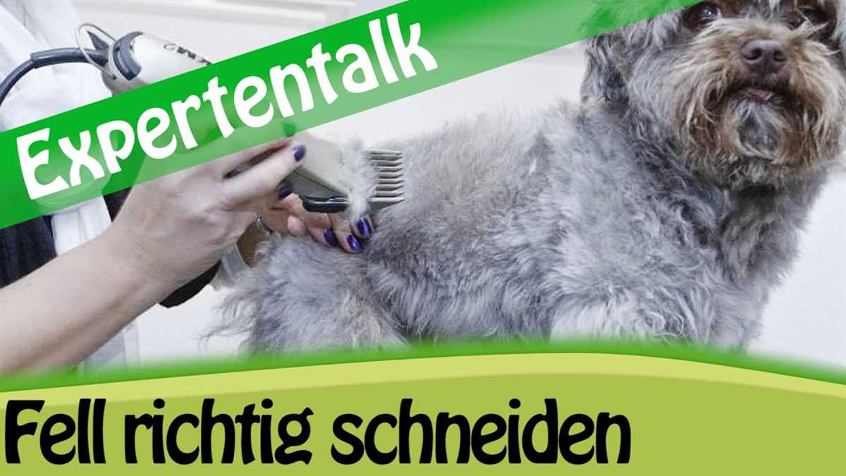 Wie schere ich einen Hund richtig? – Praktische Tipps und Anleitung