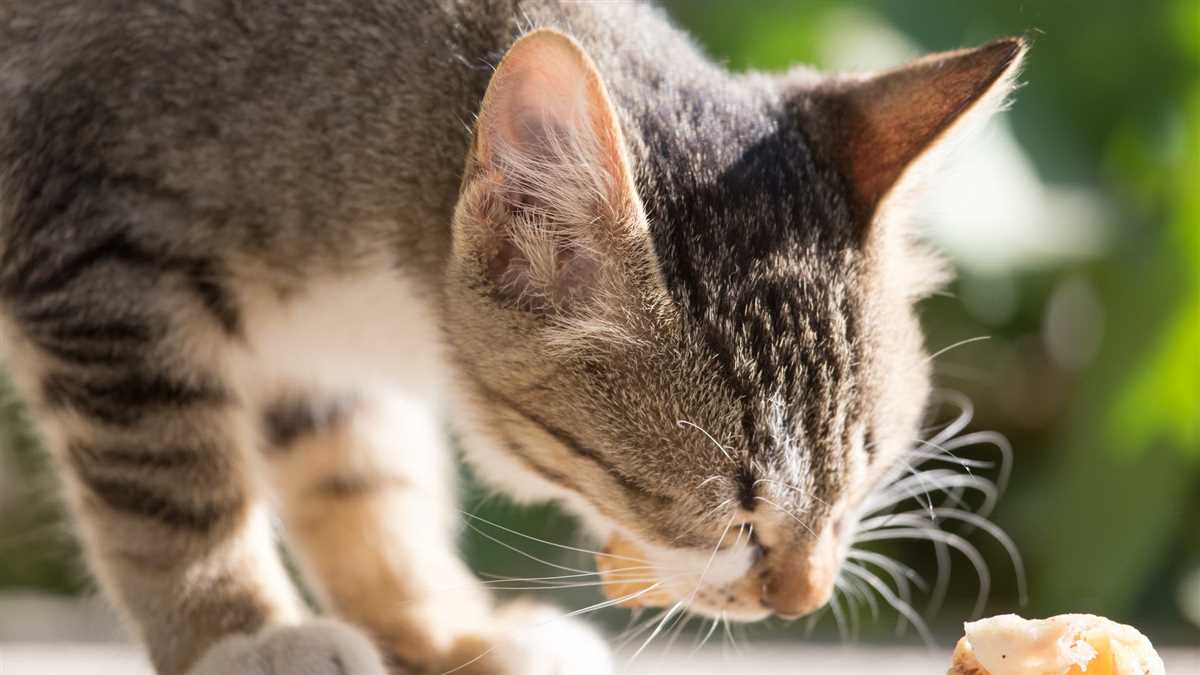 Grobstruktur der Katzenzunge