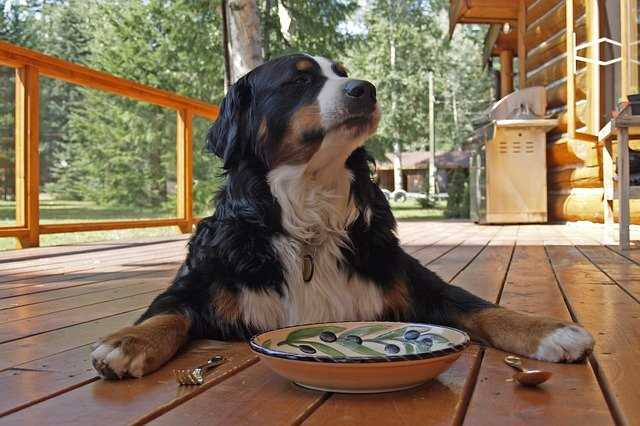 Wie schmeckt Hund? Eine kulinarische Erkundung der Hundefleischkultur