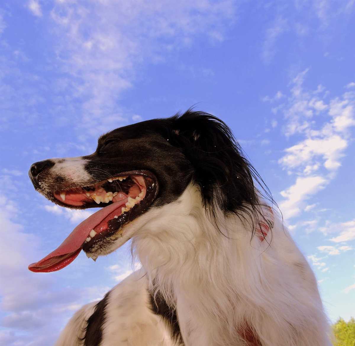 Wie schnell atmet ein Hund: Unterschiede je nach Alter und Gesundheitszustand