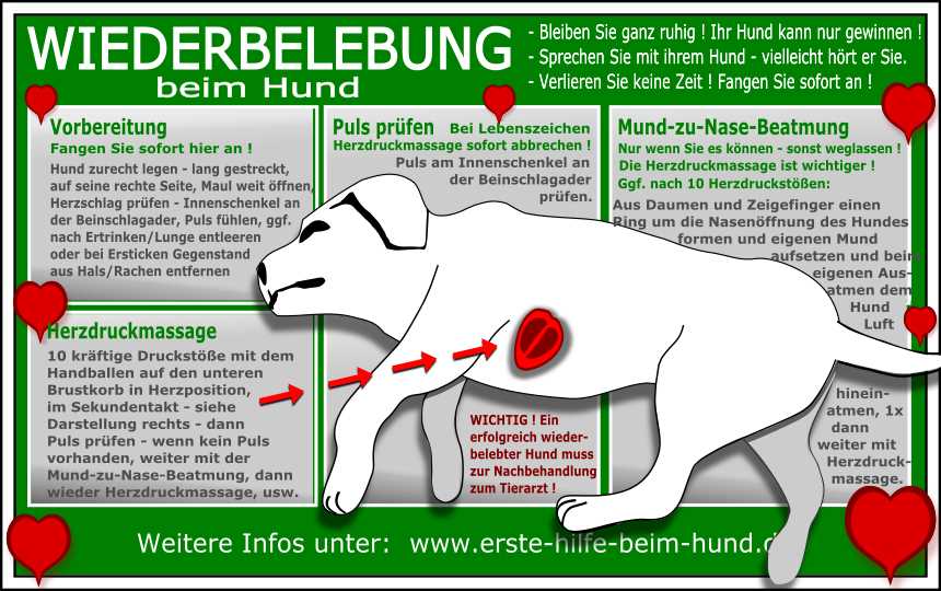 Wann sollte man sich Sorgen um die Atemfrequenz eines Hundes machen?