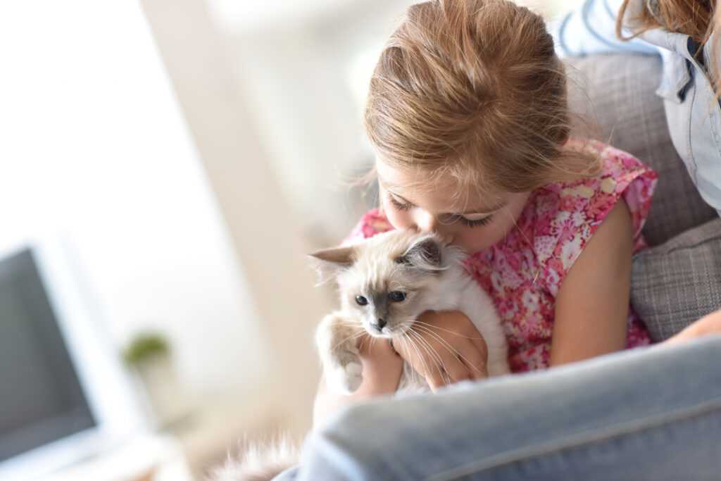 Wie schnell gewöhnen sich Katzen an neue Besitzer?