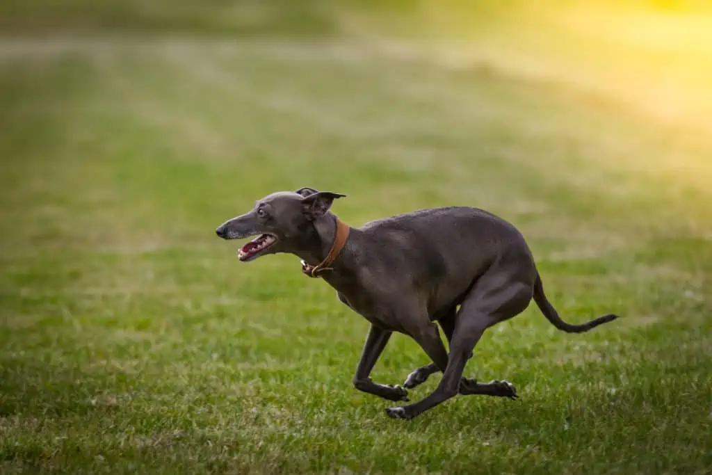 Wie schnell ist der schnellste Hund der Welt? Erfahren Sie mehr über die Geschwindigkeit des schnellsten Hundes!