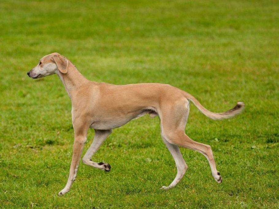 Der Greyhound - schnellster Rennhund der Welt