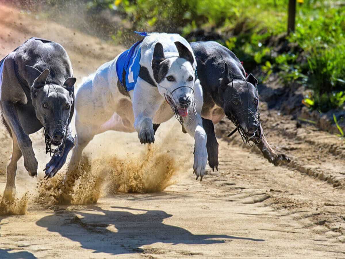 Geschwindigkeit von Hunden im Vergleich