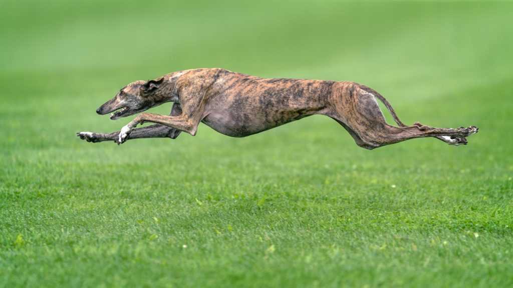 Schnelligkeit der Windhunde