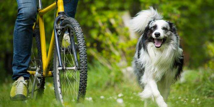 Border Collie