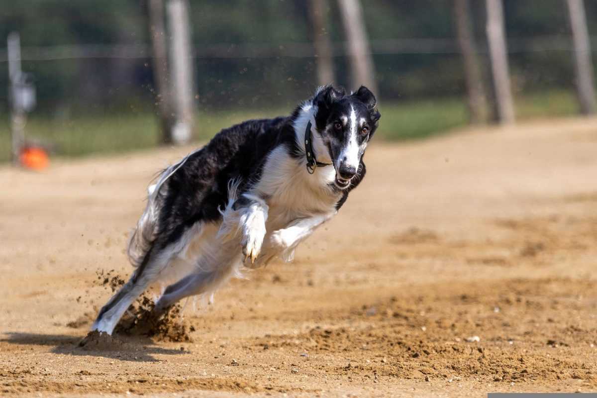 Der Whippet: Ein weiterer Sprinter unter den Hunden