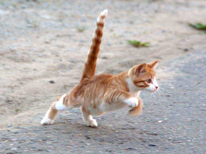 Die schnellsten Katzenrassen: Welche sind die schnellen Läufer?