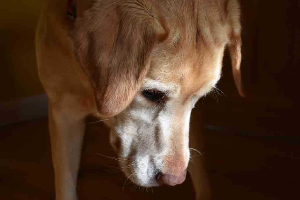 Ursachen für Demens beim Hund