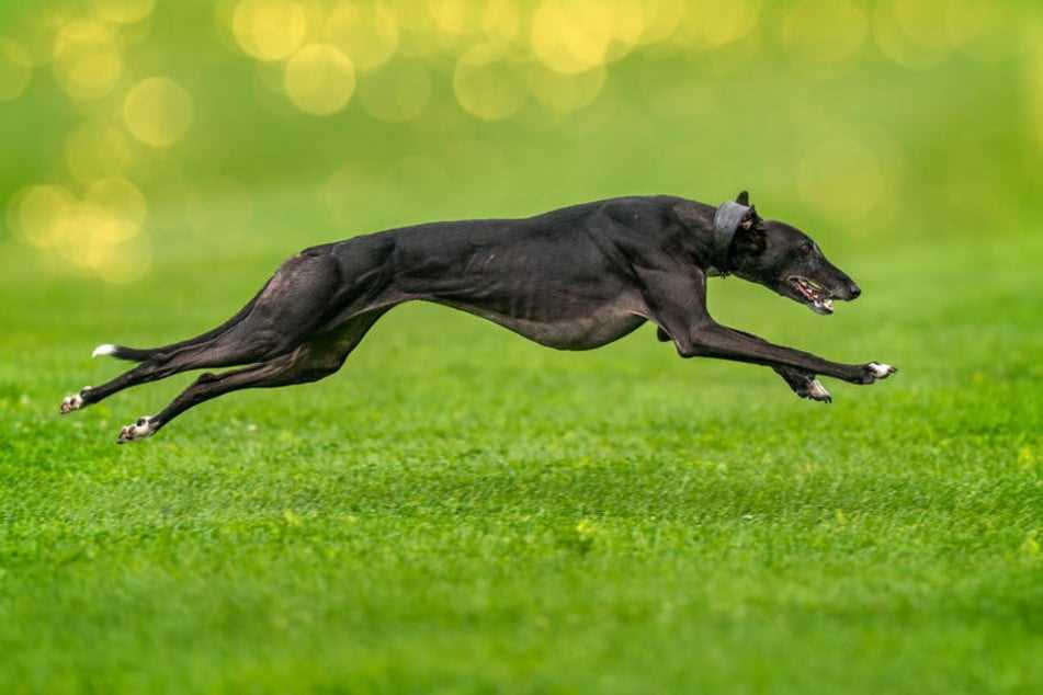 Wie schnell sind Hunde? Unterschiede in der Geschwindigkeit verschiedener Hunderassen