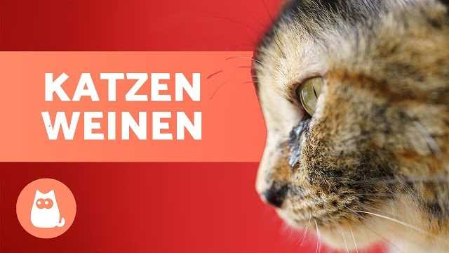 Veränderungen im Verhalten der Katze