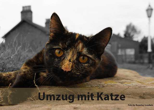 3. Veränderungen in der Futteraufnahme