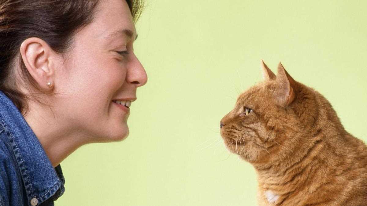 Die Erinnerungsfähigkeit von Katzen