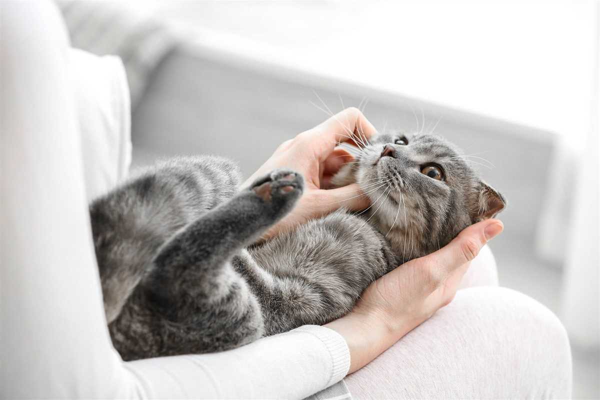 Wie man die Bindung zu seiner Katze stärken kann